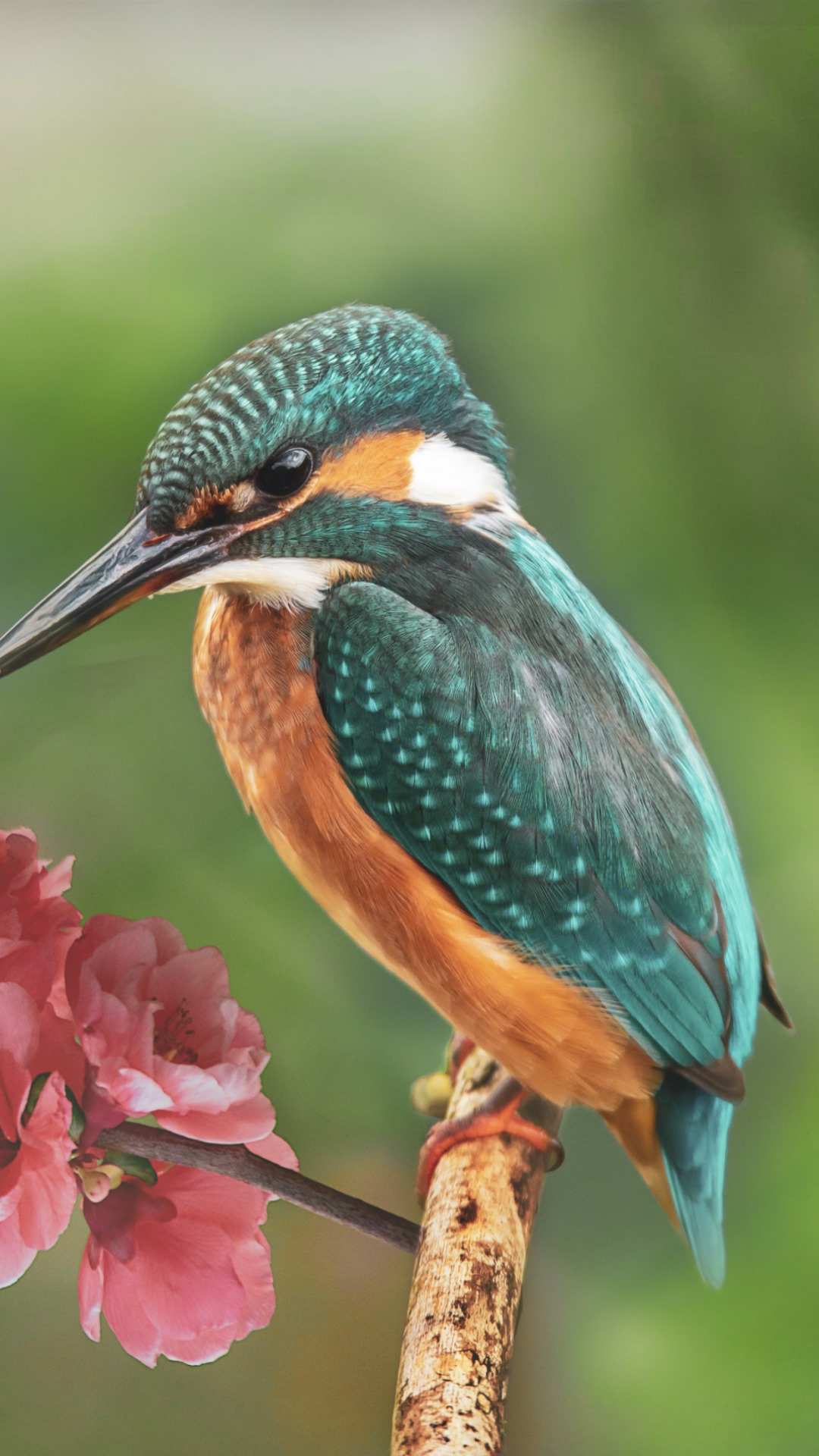 Kingfisher and the butterfly wallpaper 1080x1920